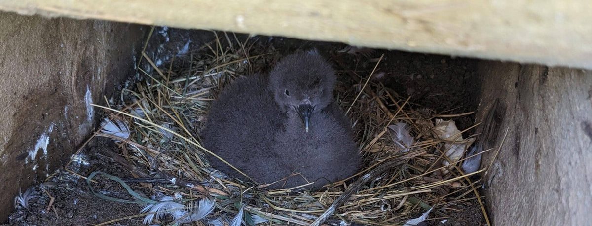 Pakaha bird in nest.