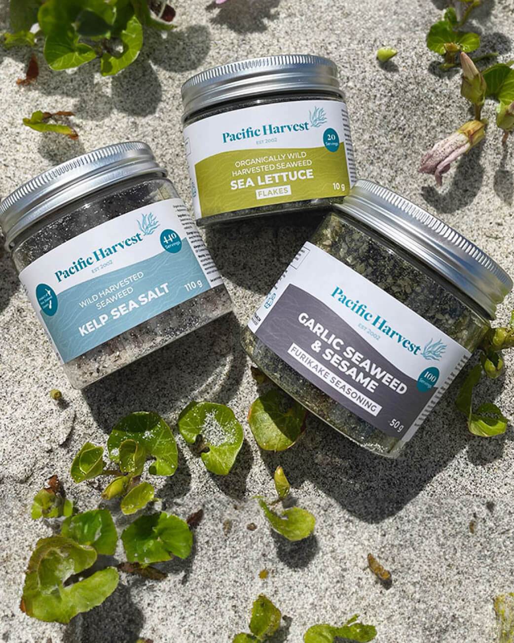 Three jars of Pacific Harvest seasoning on a sandy surface with greenery.