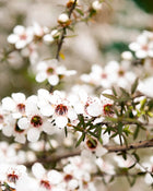 Close-up of white manuka flowers with a blurred background.