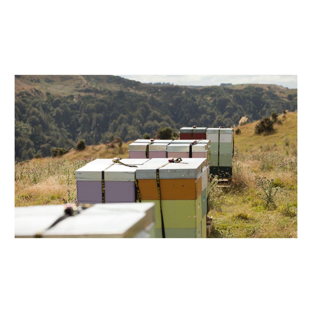 Egmont Honey Manuka Honey UMF15_4