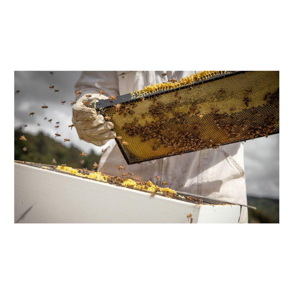 Egmont Honey Manuka Honey UMF23_2