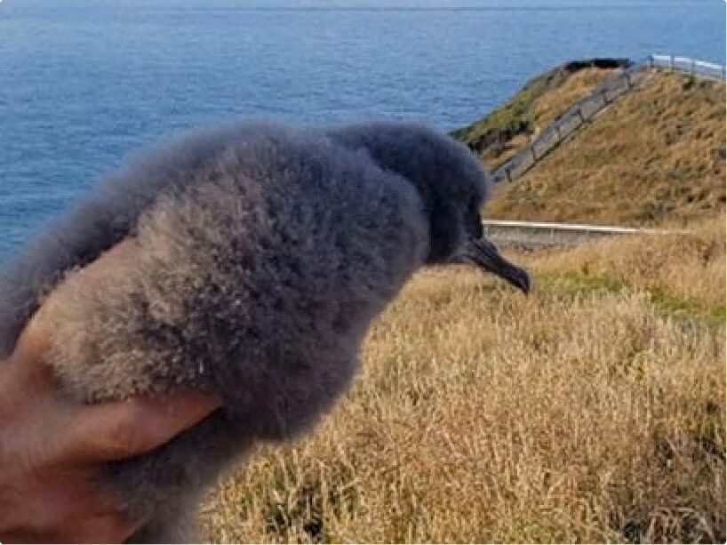 Pakaha chick being held against a natural background.